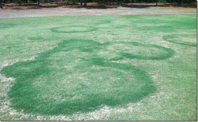 Enfermedades en los Greens